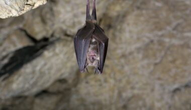 Why New Yorkers should care about bats beyond spooky season