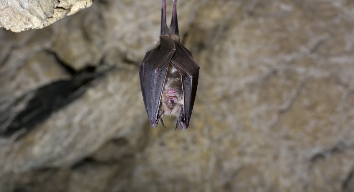 Why New Yorkers should care about bats beyond spooky season