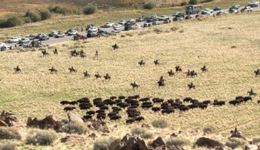 Antelope Island bison roundup brings together family tradition and herd health