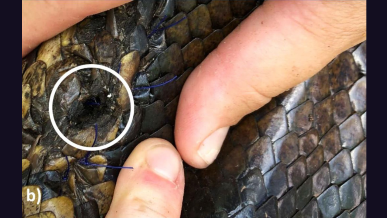 PC: Case report: observations on expulsionsfrom 20 years of radiotransmitter implantationin adult Burmese pythons Florida scientists tracked 142 invasive Burmese pythons for 20 years and found that all four expelled tracking devices came from pregnant females<br>