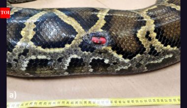 Florida scientists tracked 142 invasive Burmese pythons for 20 years and found that all four expelled tracking devices came from pregnant females |