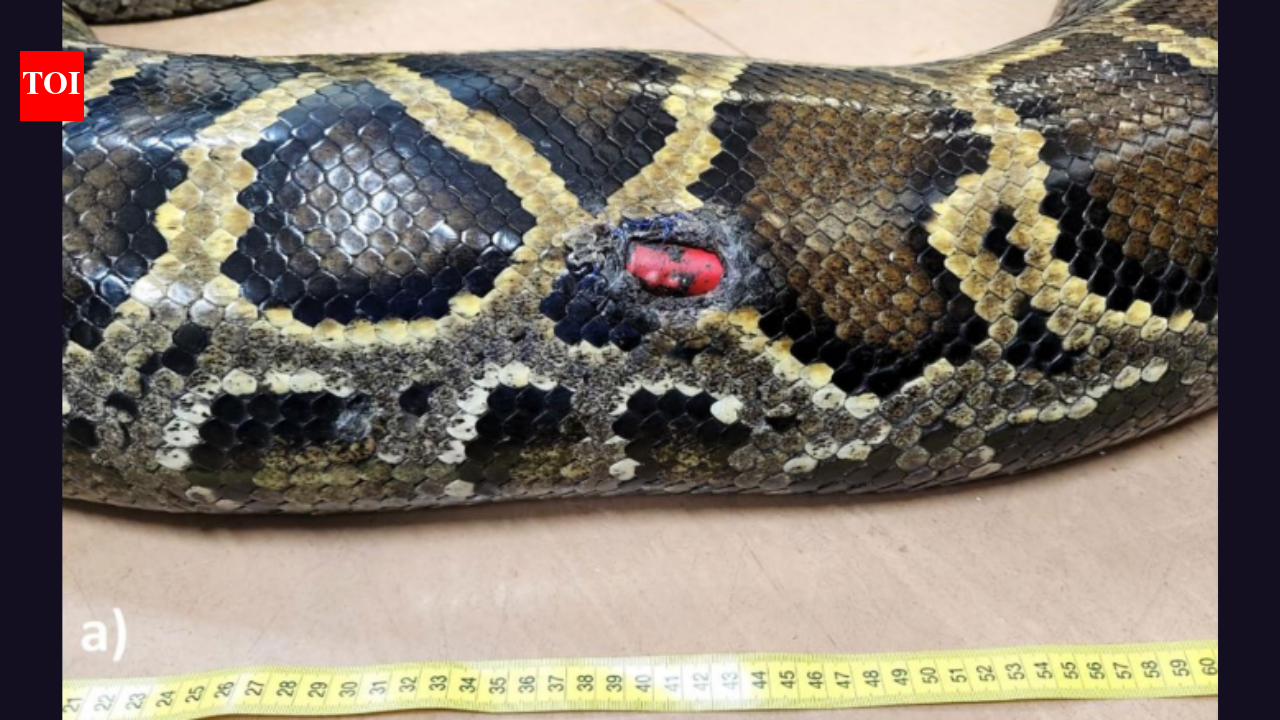 Florida scientists tracked 142 invasive Burmese pythons for 20 years and found that all four expelled tracking devices came from pregnant females |