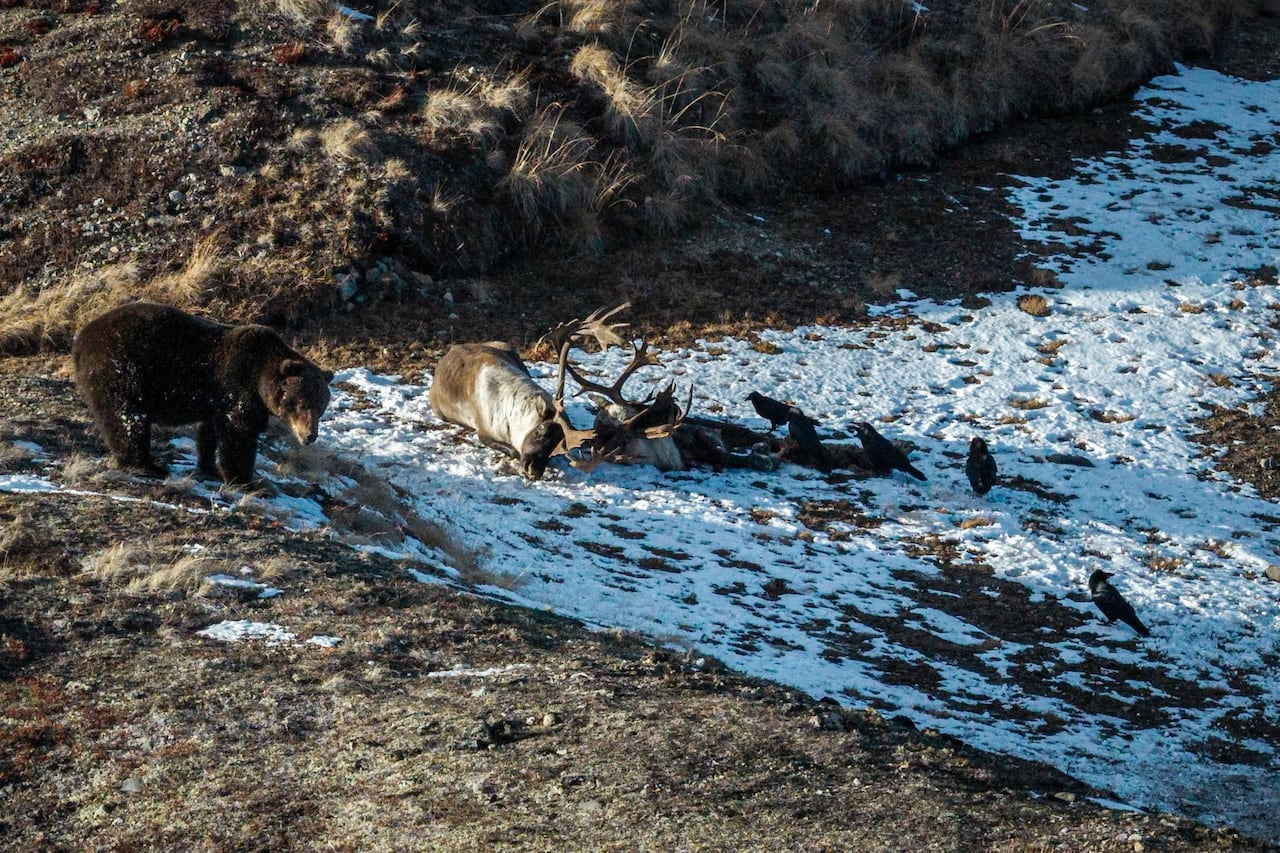 A bear, two caribou (one dead) and a conspiracy of ravens in the wild.