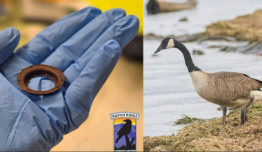 Canada goose saved after rusty metal ring found lodged in mouth