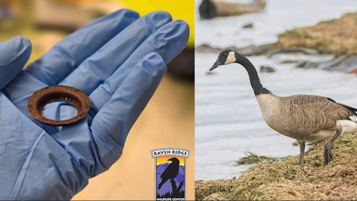 Canada goose saved after rusty metal ring found lodged in mouth
