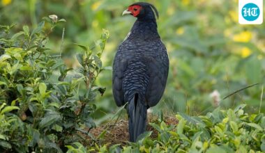 In 1962, Hawaii released Kalij pheasants for hunting; the birds spread through forests and may disperse seeds of invasive plants such as banana poka