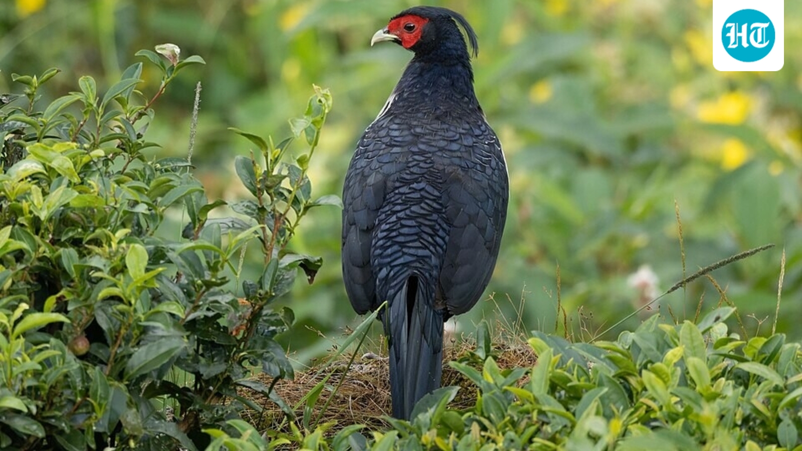 In 1962, Hawaii released Kalij pheasants for hunting; the birds spread through forests and may disperse seeds of invasive plants such as banana poka