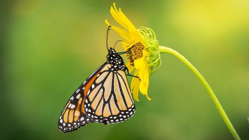 Monarch butterflies stop at Abilene Zoo during fall migration(Abilene Zoo)
