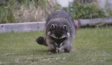 Second rabid raccoon found in Los Angeles County