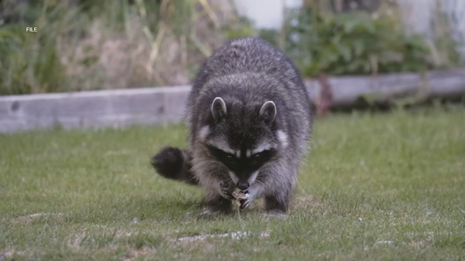 Second rabid raccoon found in Los Angeles County