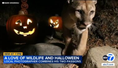 Southern California photographer captures Halloween-themed wildlife scenes in Santa Ana Mountains