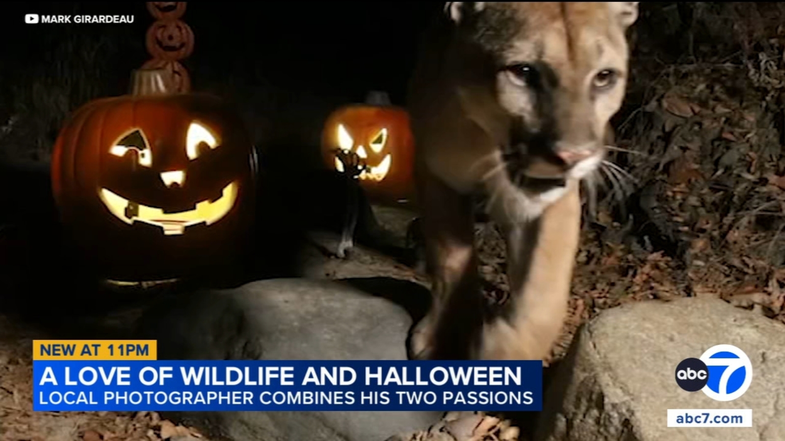 Southern California photographer captures Halloween-themed wildlife scenes in Santa Ana Mountains
