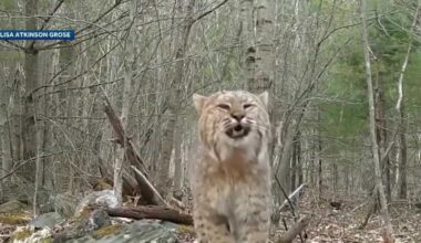3 men plead guilty to killing more than 40 bobcats in NH