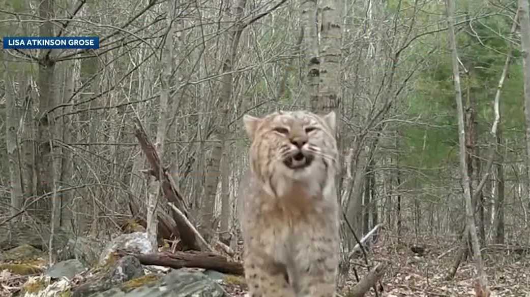 3 men plead guilty to killing more than 40 bobcats in NH