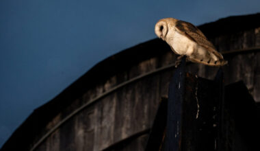 American Barn Owl in New York City