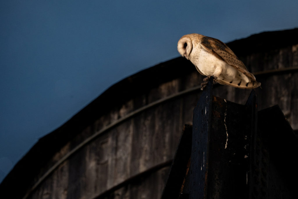 American Barn Owl in New York City