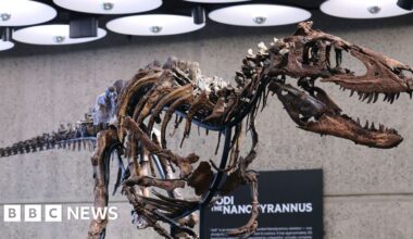Dinosaur skeleton goes to auction in New York with £4.5m price tag - BBC