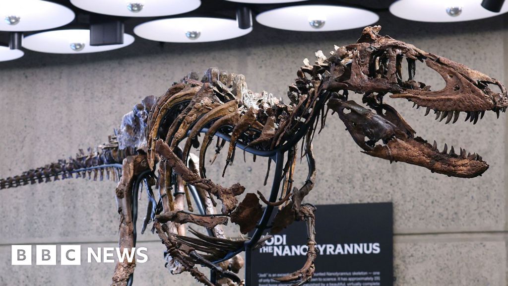 Dinosaur skeleton goes to auction in New York with £4.5m price tag - BBC