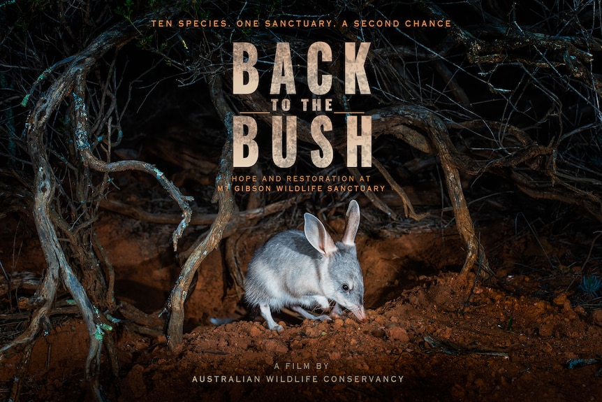 A movie poster showing a bilby and the title 'Back to the Bush'