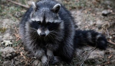 A 91-year-old man was attacked by a raccoon. The rabies vaccine wasn’t covered by insurance — and cost hundreds