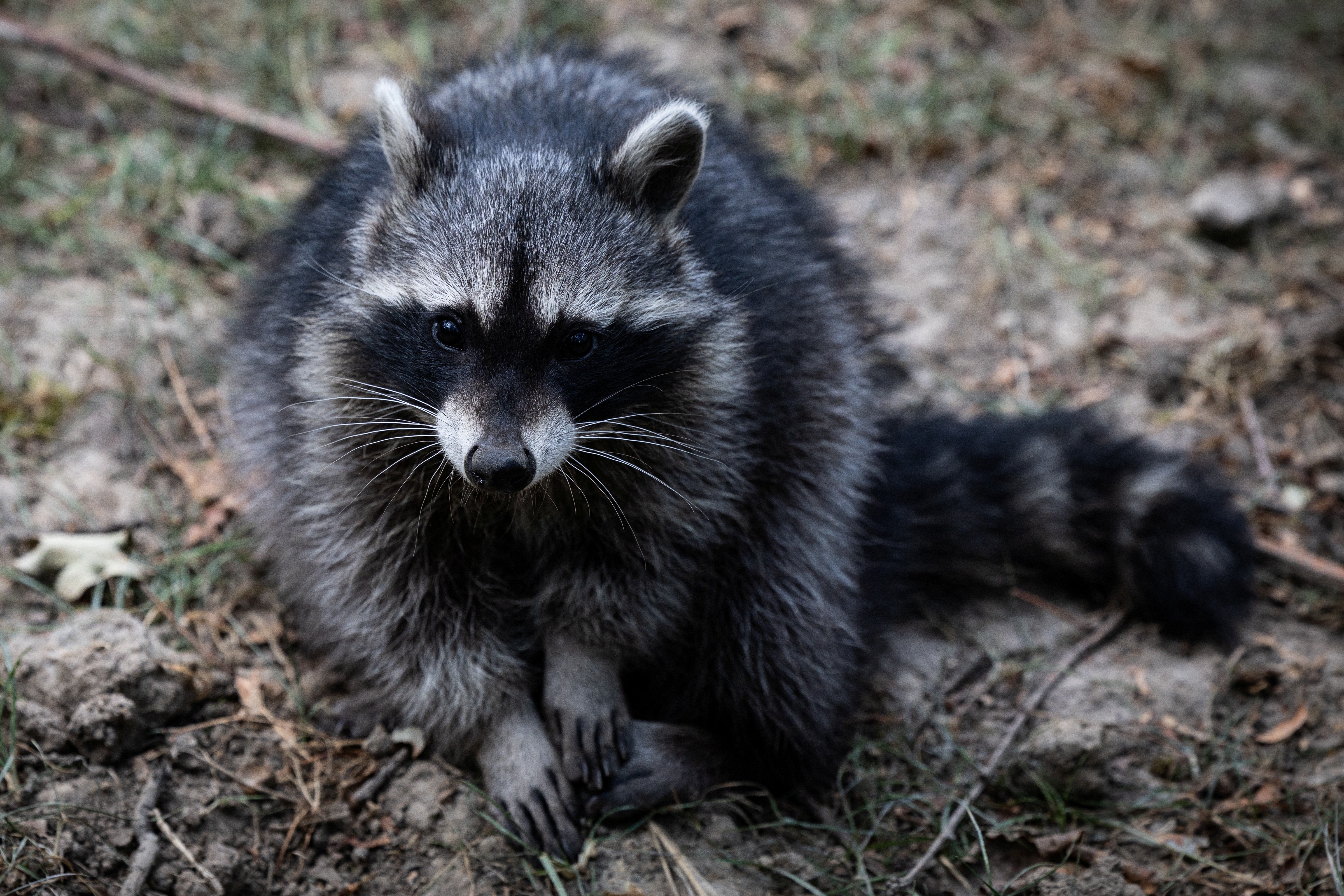 An elderly Rhode Island man had to shell out over $400 for a rabies vaccine after he was attacked by a raccoon