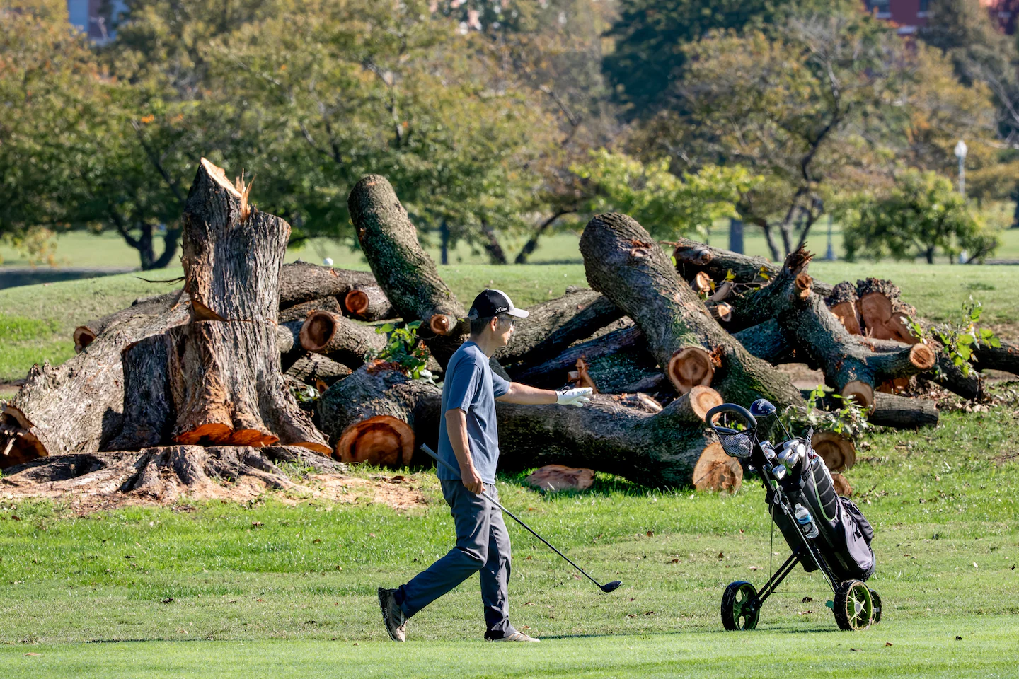 East Potomac tree removal spurred by Trump, judge concludes