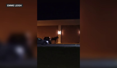 Moose on the loose! Bismarck and Williston residents spot moose within city limits Thursday morning