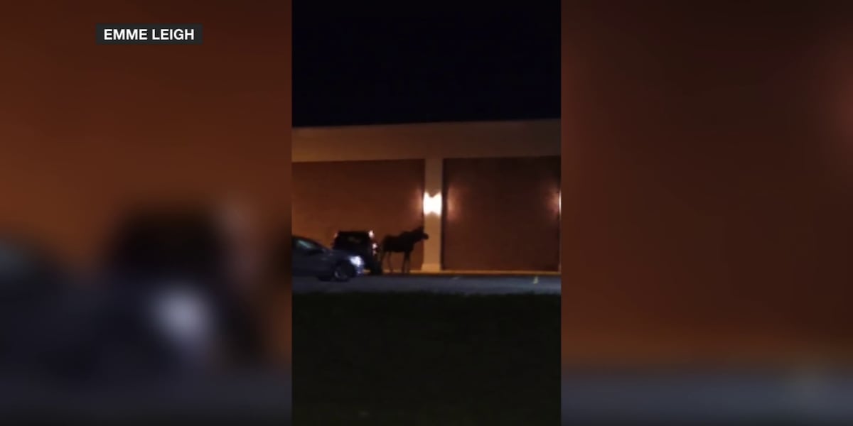 Moose on the loose! Bismarck and Williston residents spot moose within city limits Thursday morning