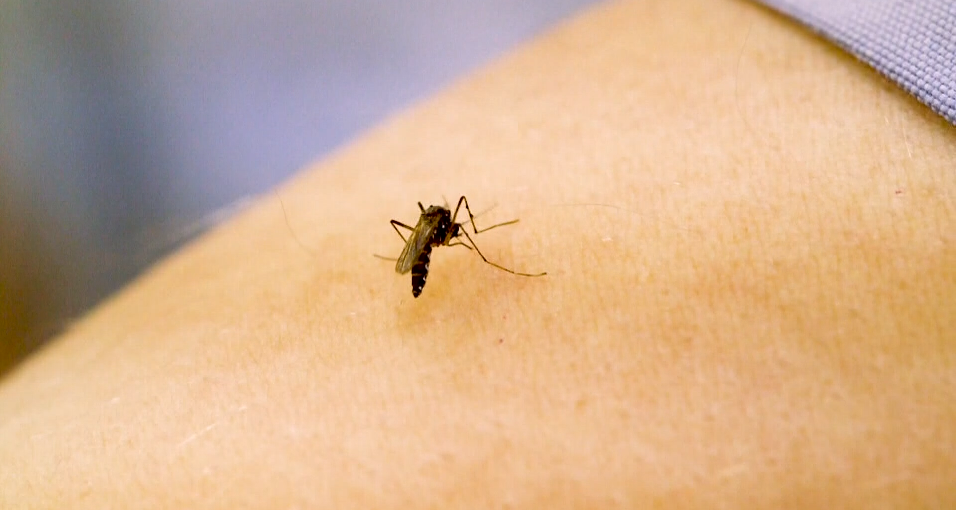 Two North Carolinians dead from West Nile Virus :: WRAL.com