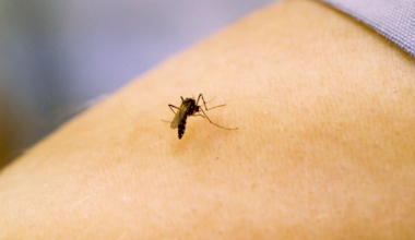 Two North Carolinians dead from West Nile Virus :: WRAL.com