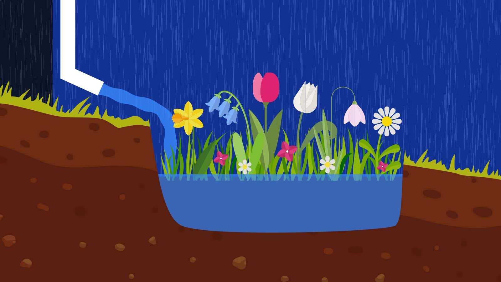 Illustration of a downspout channeling rainwater into a rain garden. 