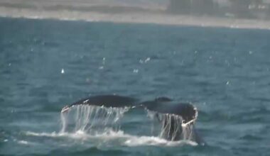 Humpback whales fill Monterey Bay, offering perfect whale-watching conditions