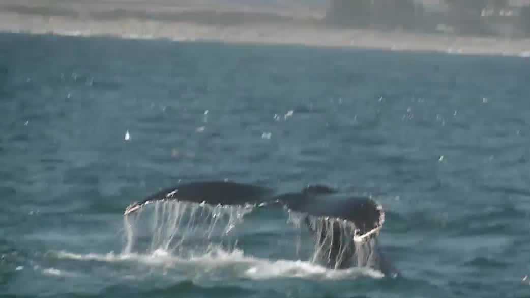 Humpback whales fill Monterey Bay, offering perfect whale-watching conditions