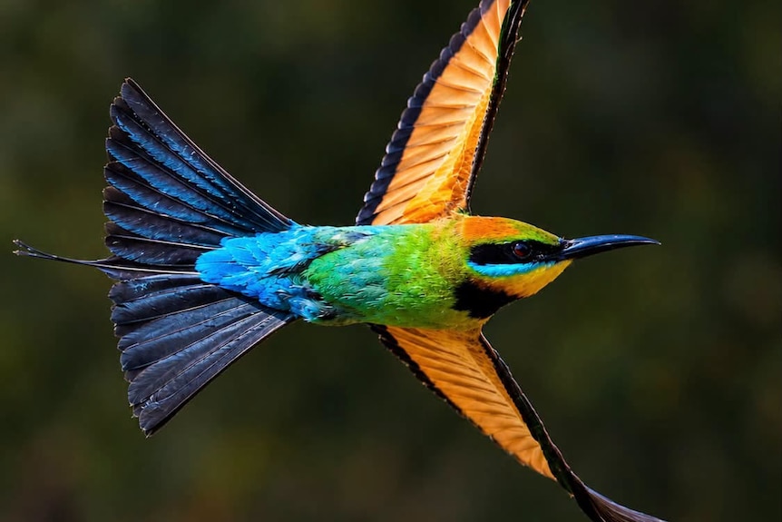 A rainbow bee-eater flying through the air, its yellow wings are outstretched and its body has green, orange and blue feathers.
