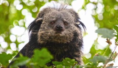 It's the size of a Labrador, looks like a bear crossed with a pet cat, chuckles like a human – and smells like popcorn