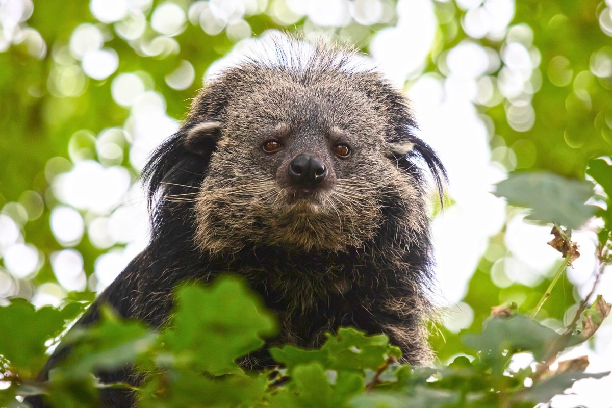 It's the size of a Labrador, looks like a bear crossed with a pet cat, chuckles like a human – and smells like popcorn