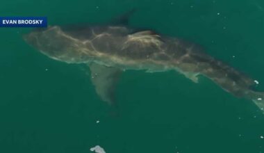 14-foot shark is spotted near the Monterey coast - KCRA