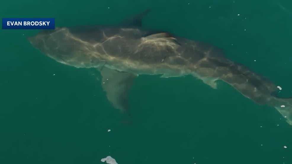 14-foot shark is spotted near the Monterey coast - KCRA