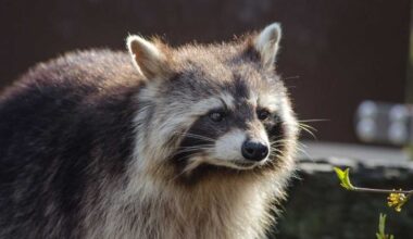Health officials warn Marion residents after rabid raccoon found