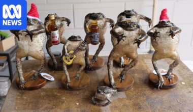 'More to life': Darwin accountant trades numbers for cane toad taxidermy