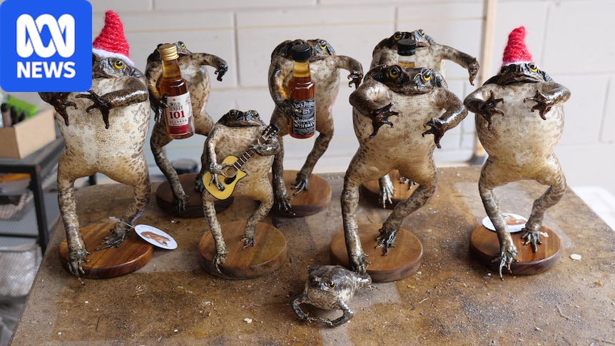 'More to life': Darwin accountant trades numbers for cane toad taxidermy
