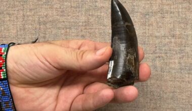 This 2026 photo provided by UCLA shows scientist Robert Eagle holding a Tyrannosaurus rex tooth that was used to measure the dinosaur’s body temperature. — Photo: UCLA via AP