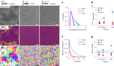Bacteria regulate collective behaviour by mechanosensing cell–cell collisions