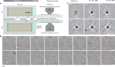 Dynamic protrusions mediate crawling motility in Asgard archaea