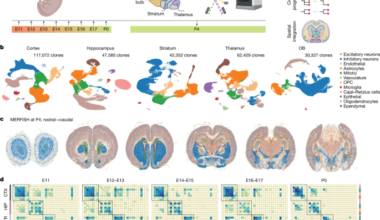 Spatiotemporal clonal architecture of the newborn mouse forebrain
