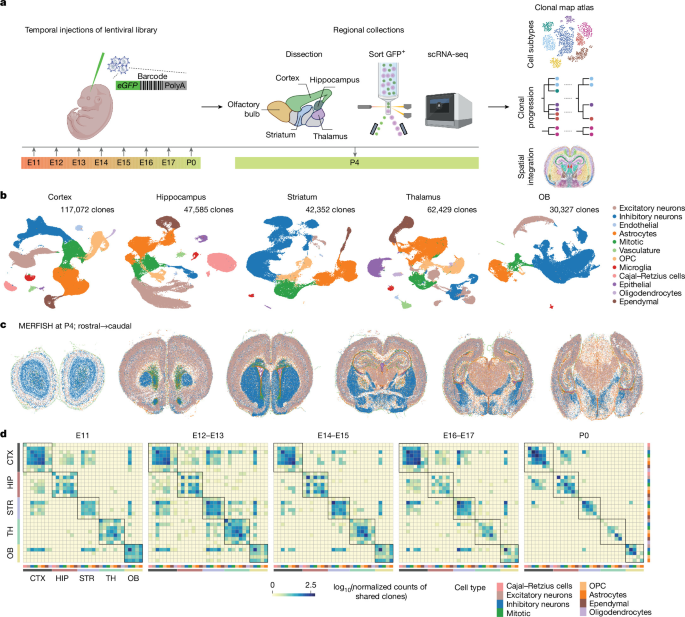 Spatiotemporal clonal architecture of the newborn mouse forebrain