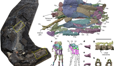 Evolution of terrestrial anatomy revealed by a derived stem tetrapod