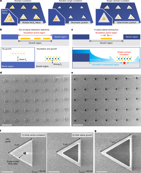 Spatially deterministic nucleation of 2D semiconductors by etching flux