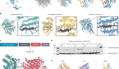 De novo design of cysteine proteases