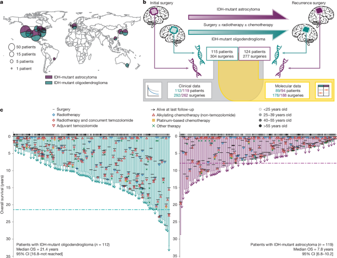 Divergent genomic evolution in astrocytomas and oligodendrogliomas